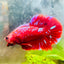 Purple Red Koi Galaxy Plakat - Male Betta 011 Live Betta Fish Male betta