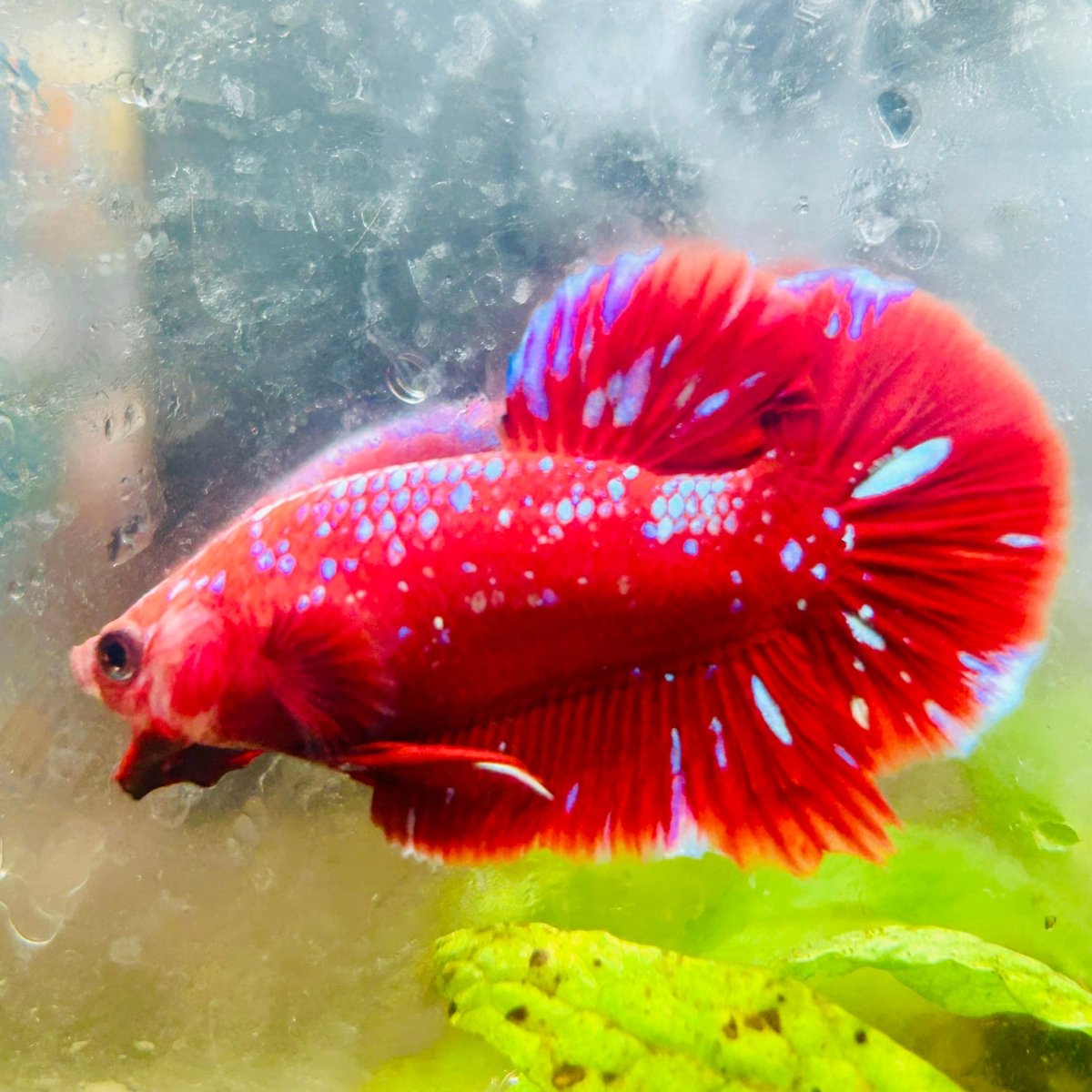 Purple Red Koi Galaxy Plakat - Male Betta #011