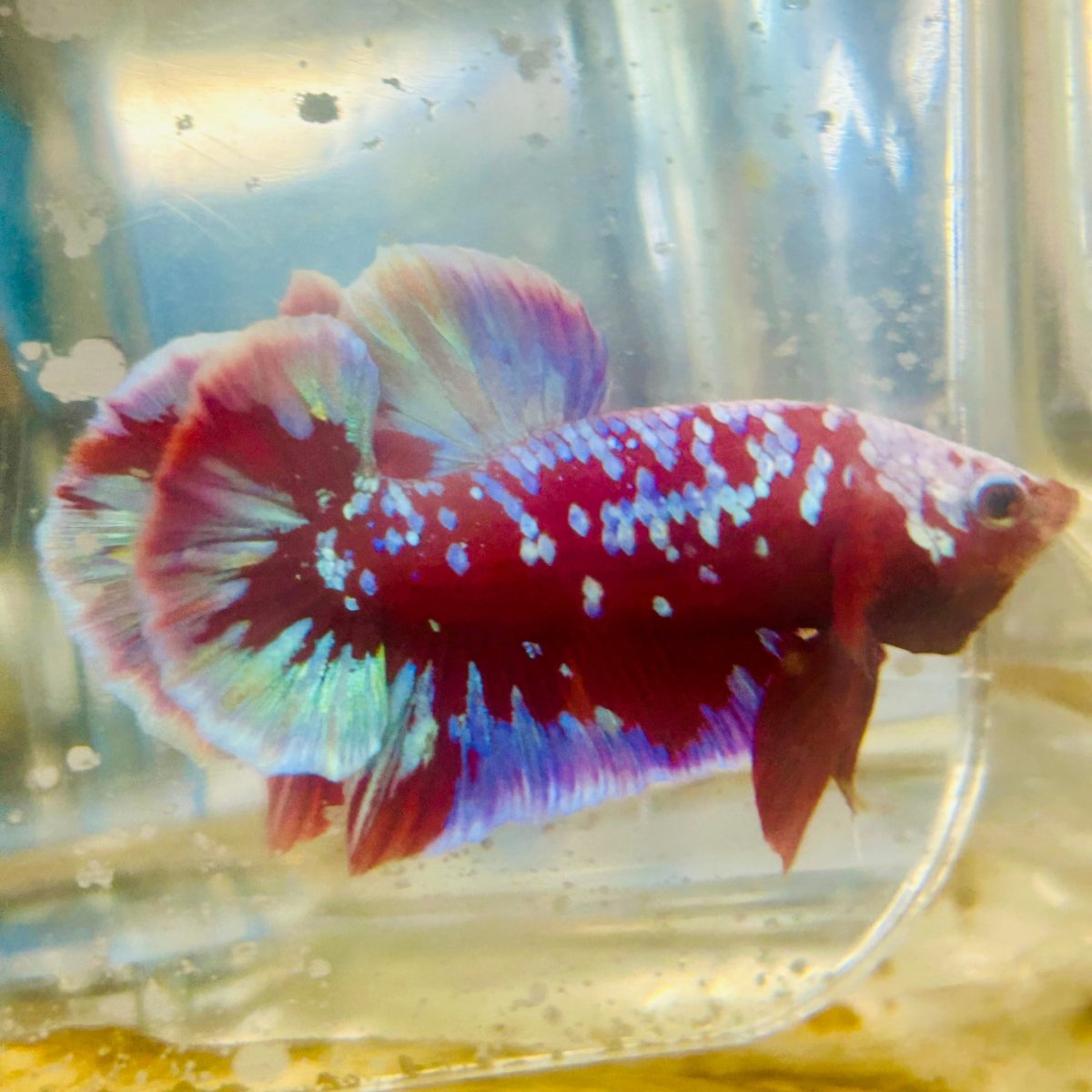 Purple Red Koi Galaxy Plakat - Male Betta #011