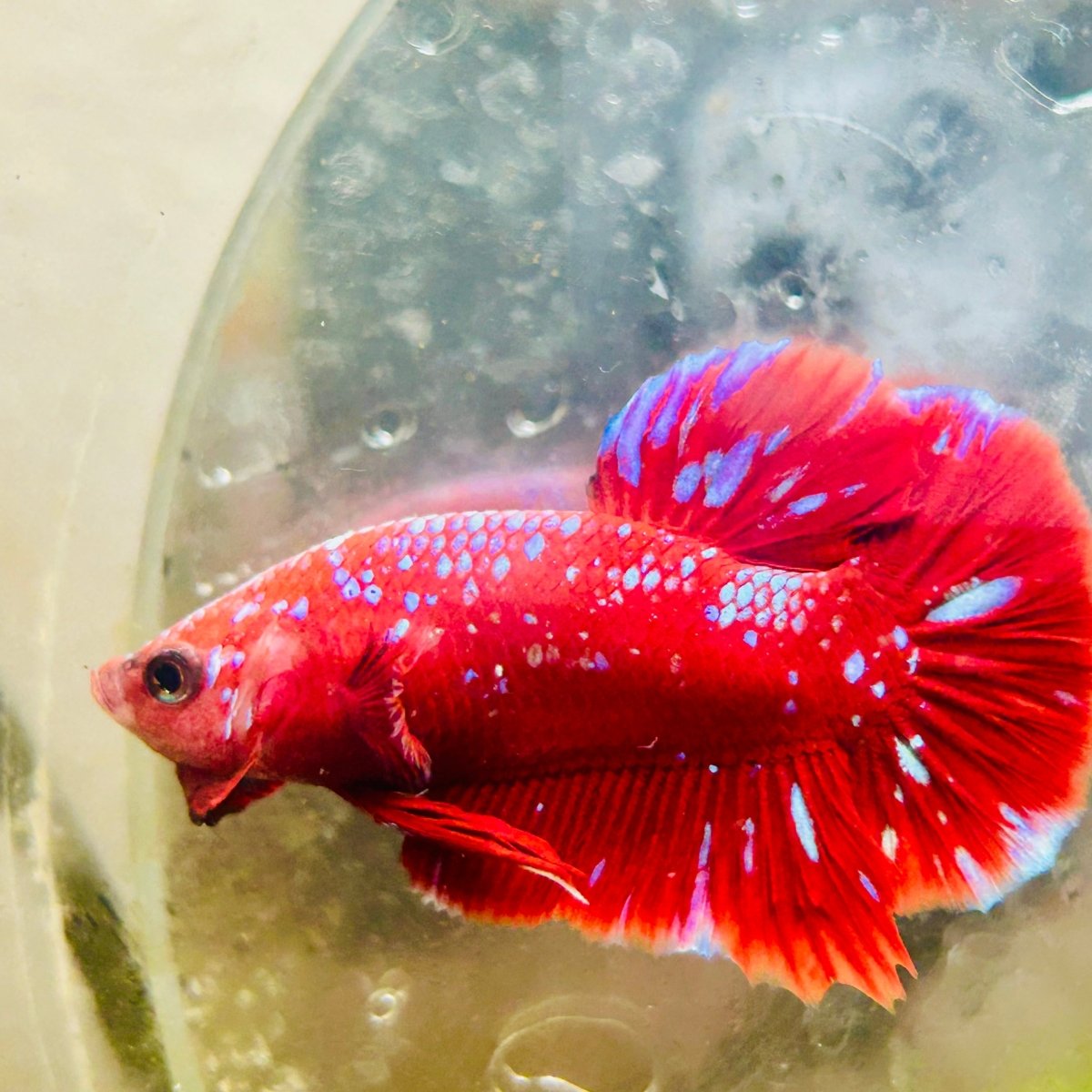 Purple Red Koi Galaxy Plakat - Male Betta #011