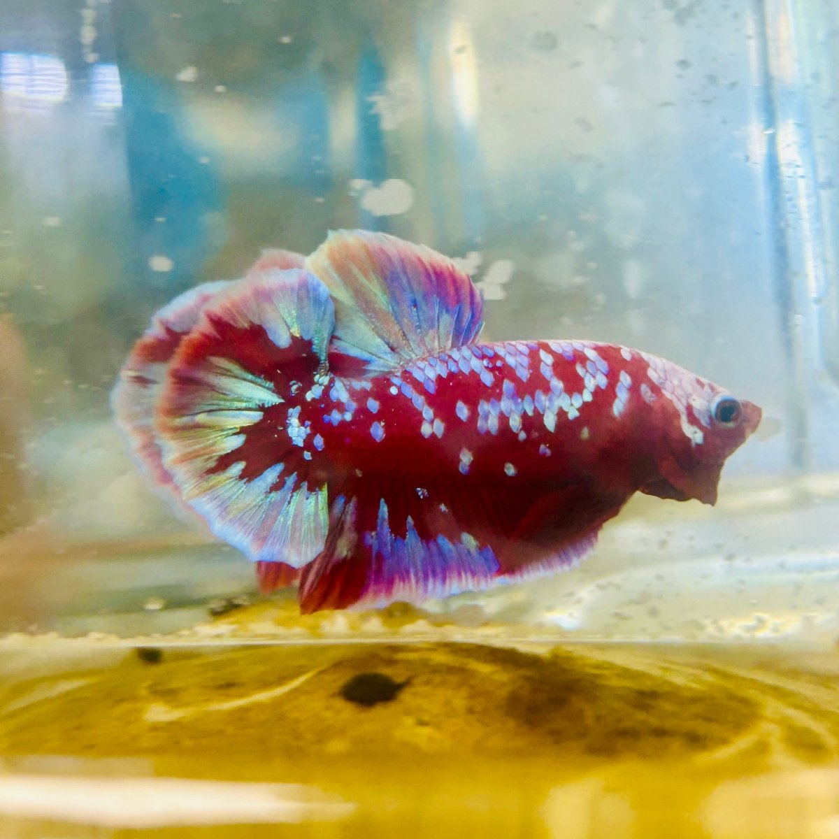 Purple Red Koi Galaxy Plakat - Male Betta #011