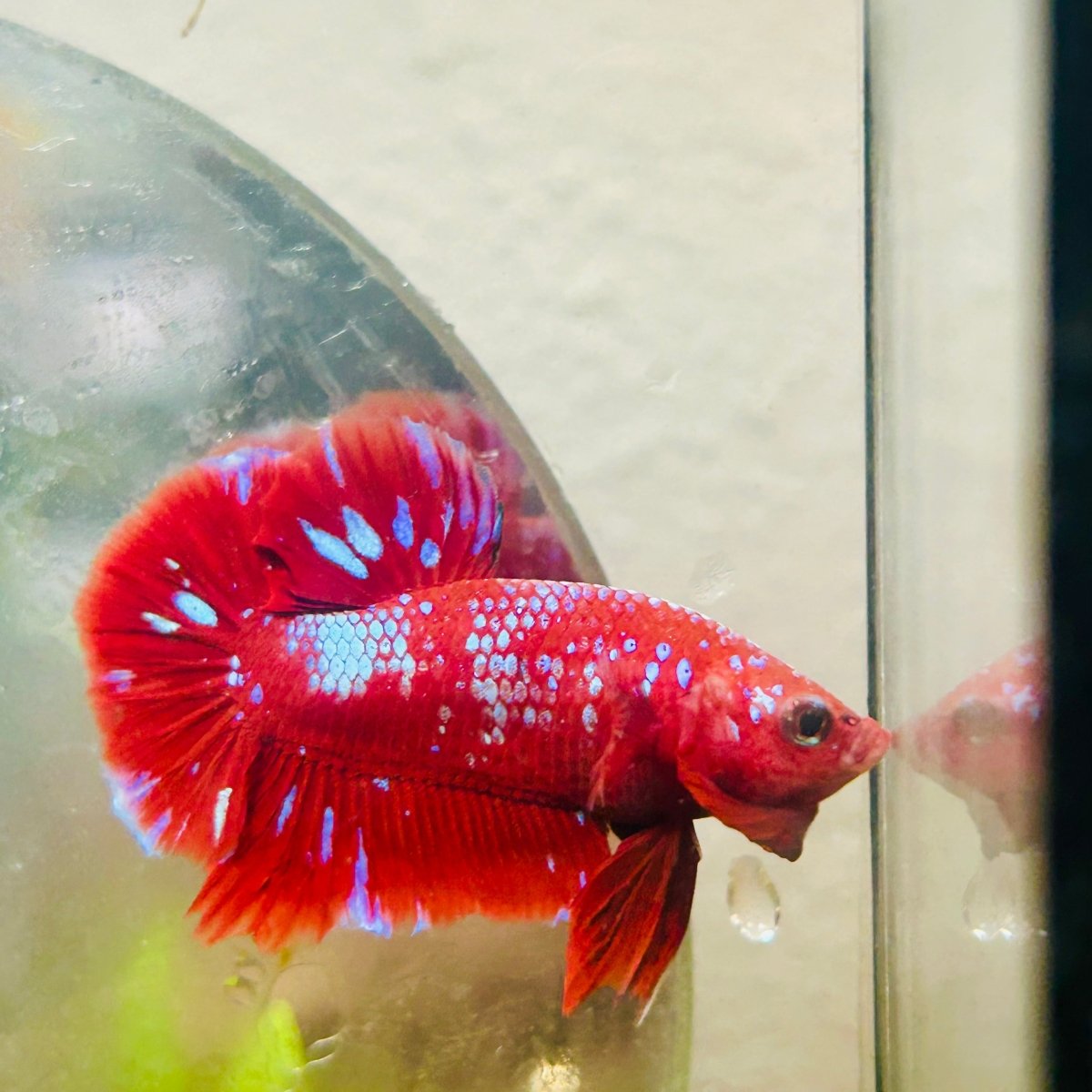 Purple Red Koi Galaxy Plakat - Male Betta #011