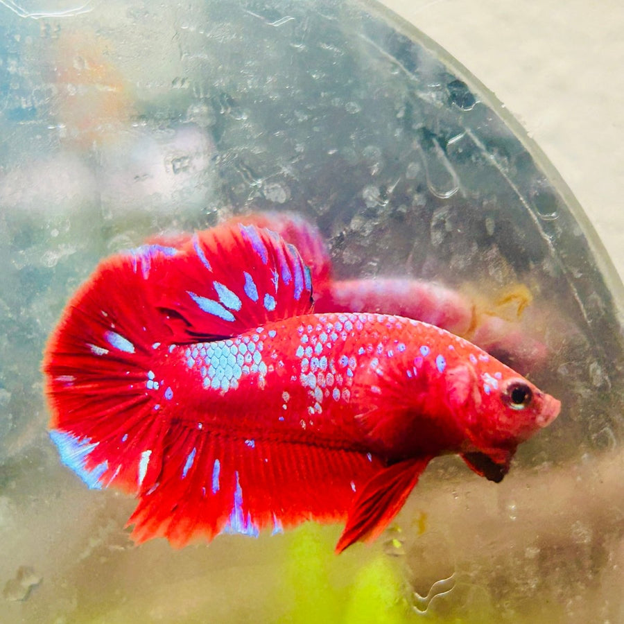 Purple Red Koi Galaxy Plakat - Male Betta 011 Live Betta Fish Male betta