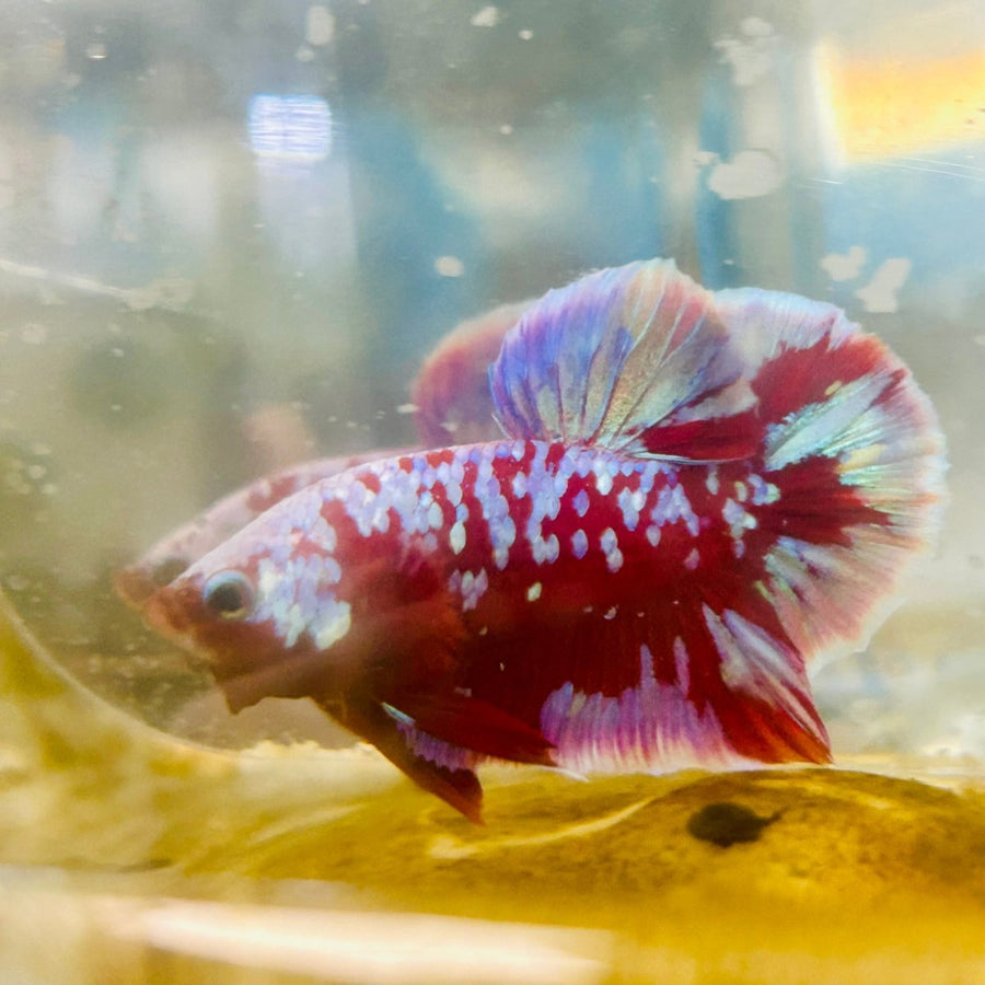 Purple Red Koi Galaxy Plakat - Male Betta 011 Live Betta Fish Male betta