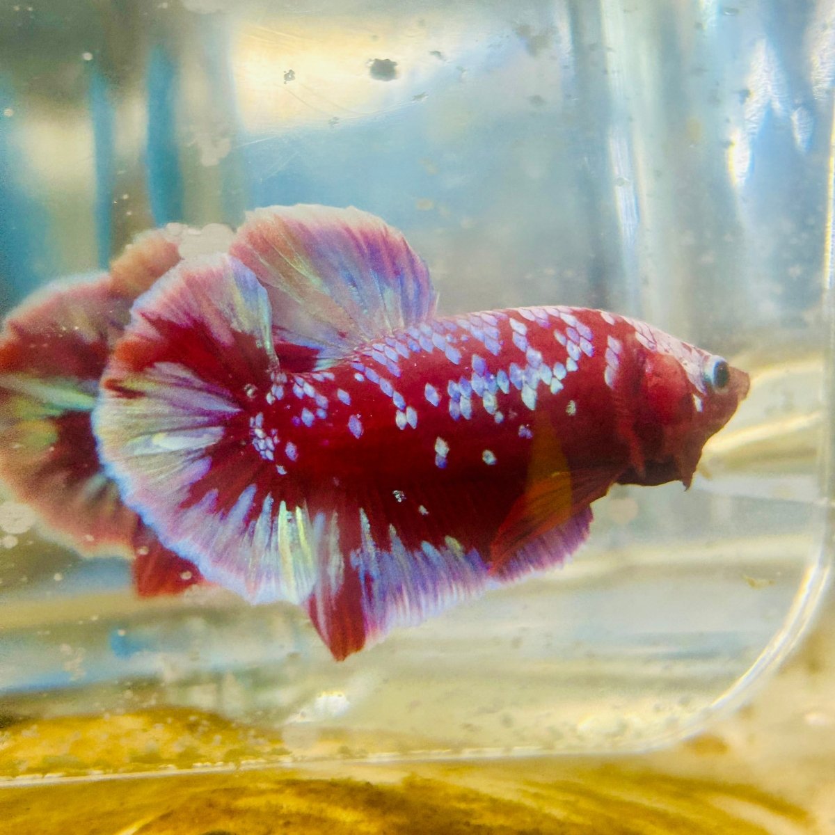 Purple Red Koi Galaxy Plakat - Male Betta #011