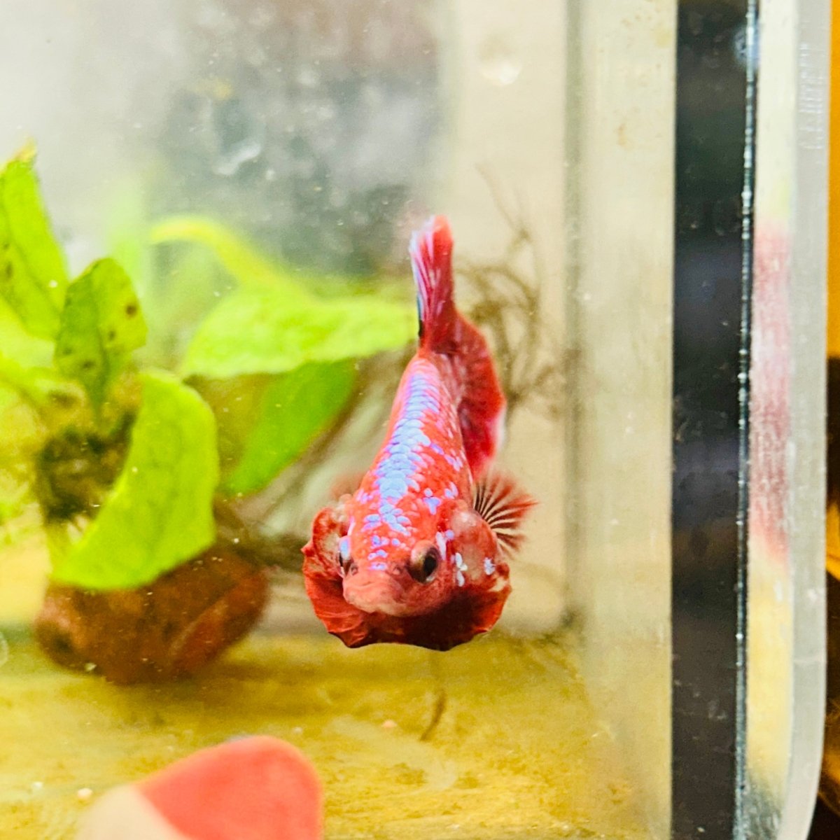 Purple Red Koi Galaxy Plakat - Male Betta #011