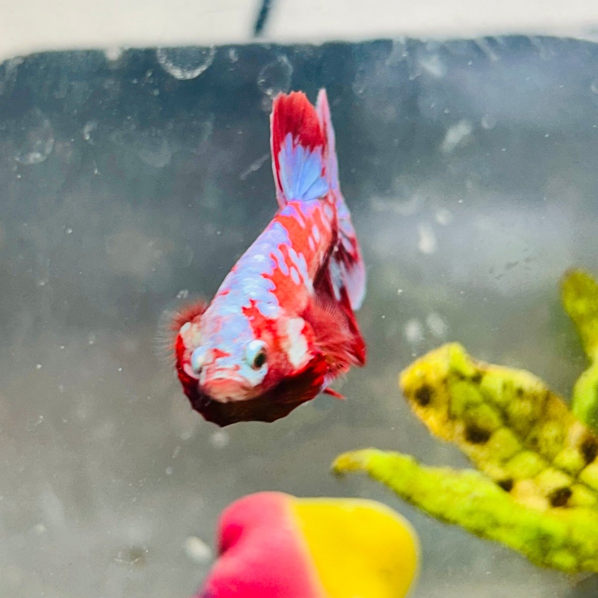 Purple Red Koi Galaxy Plakat - Male Betta #040