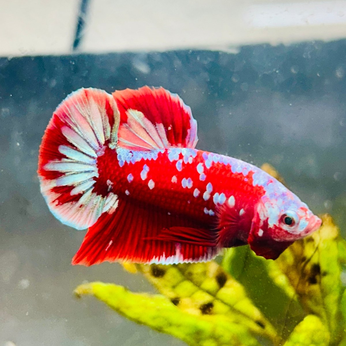 Purple Red Koi Galaxy Plakat - Male Betta #040