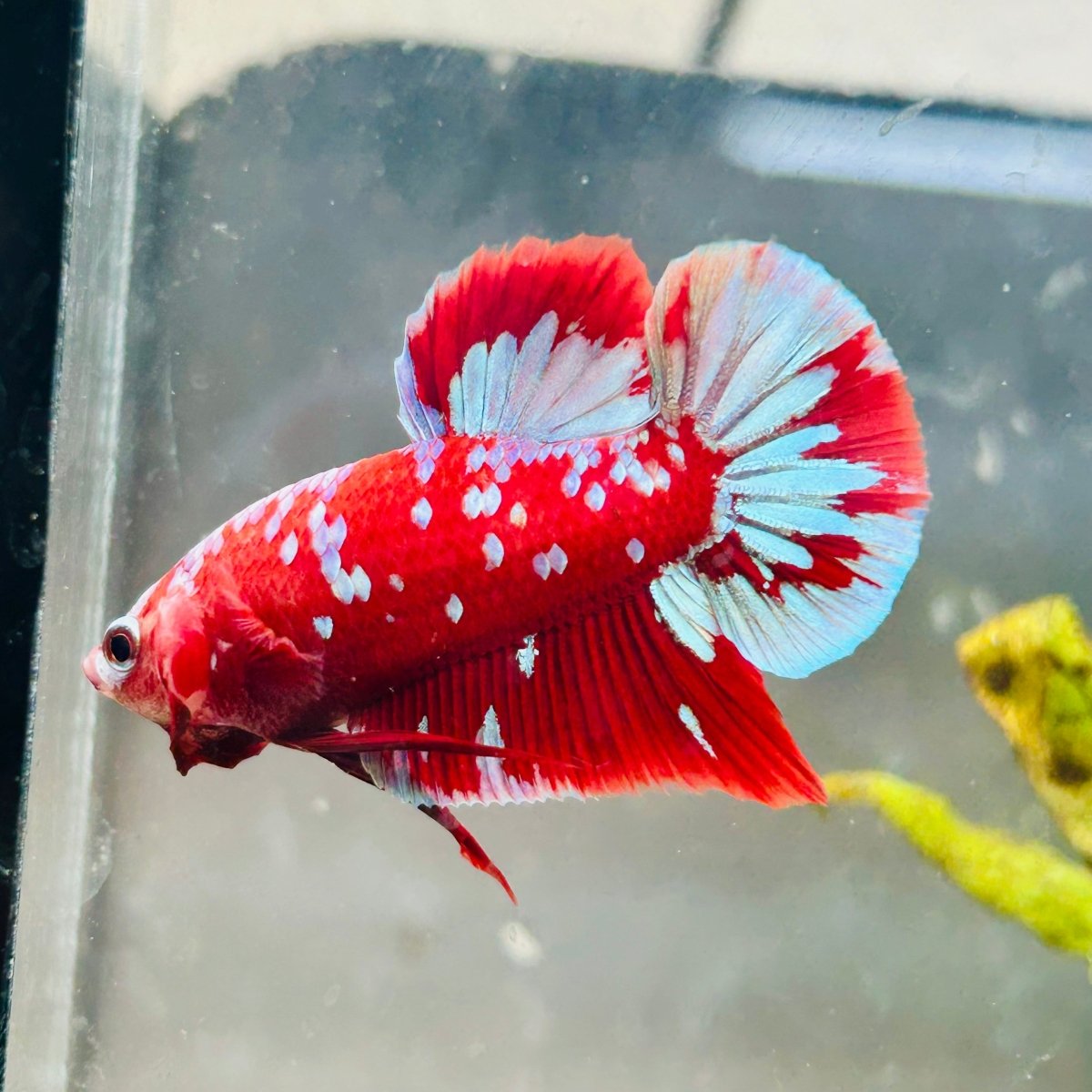 Purple Red Koi Galaxy Plakat - Male Betta #040