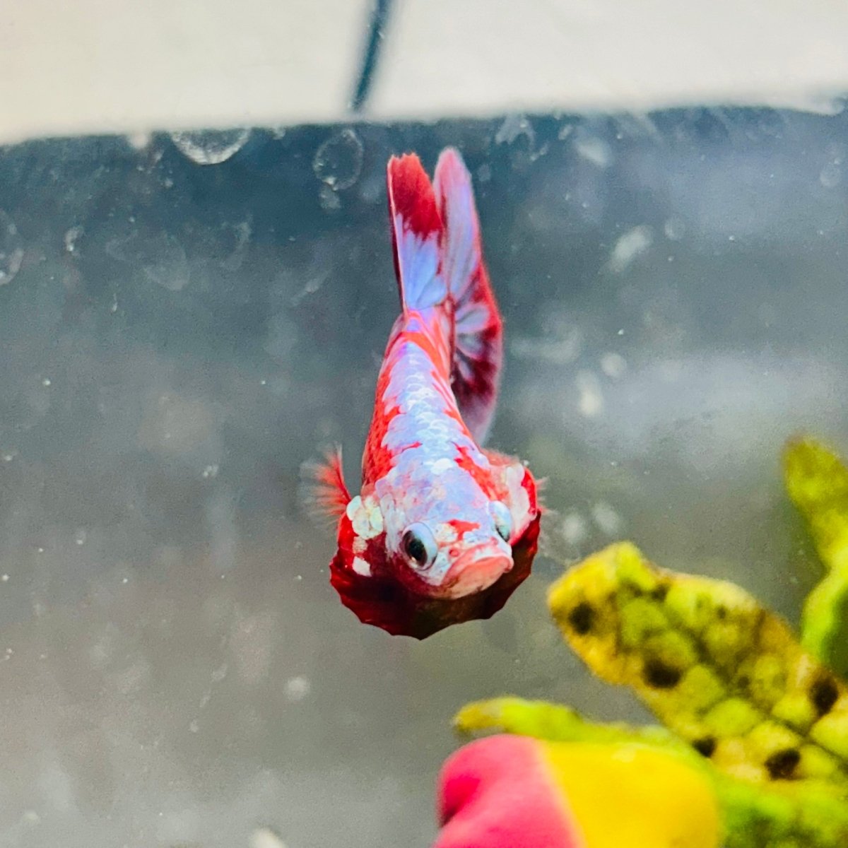 Purple Red Koi Galaxy Plakat - Male Betta #040