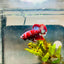 Purple Red Koi Galaxy Plakat - Male Betta 040 Live Betta Fish Male betta