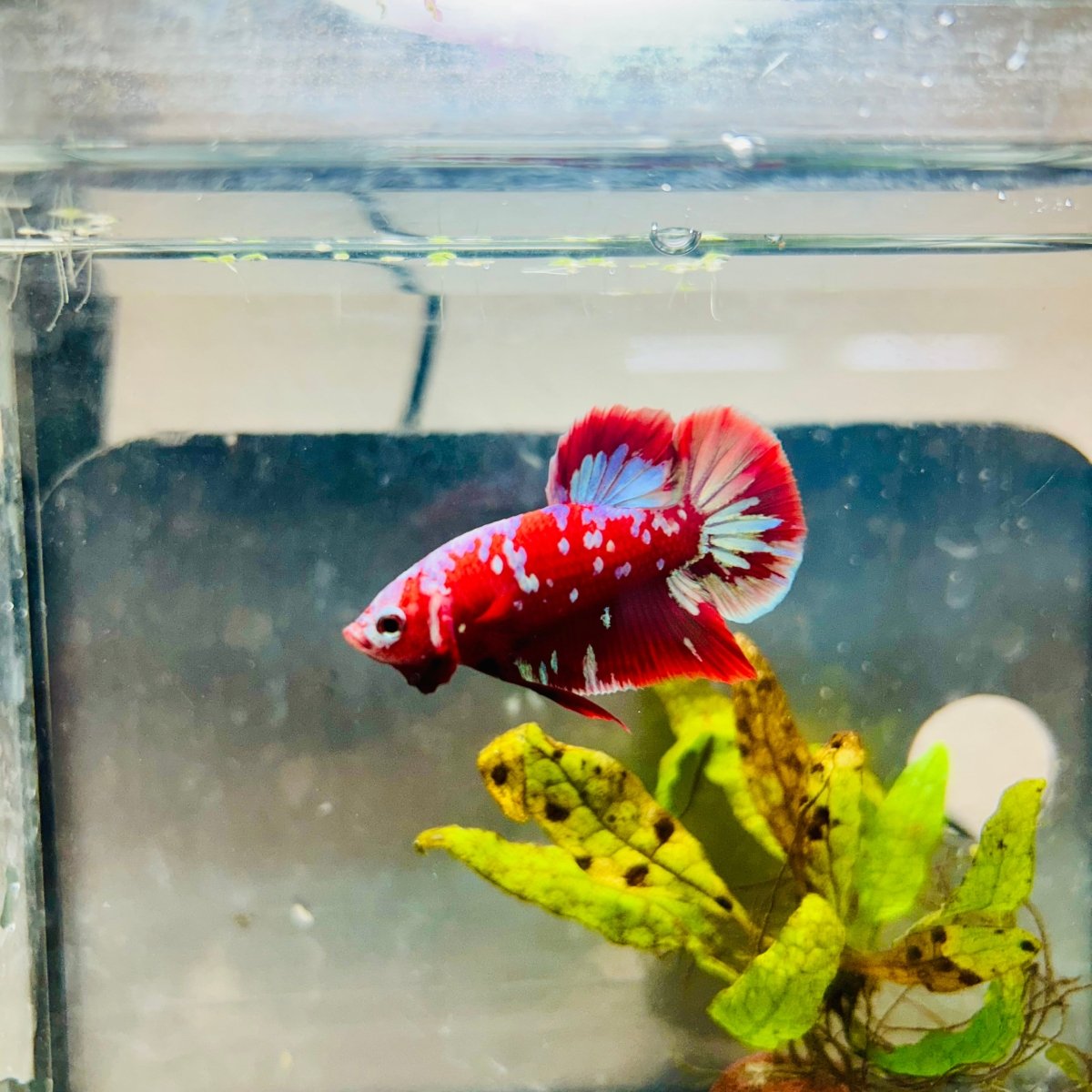 Purple Red Koi Galaxy Plakat - Male Betta #040