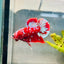 Purple Red Koi Galaxy Plakat - Male Betta 040 Live Betta Fish Male betta