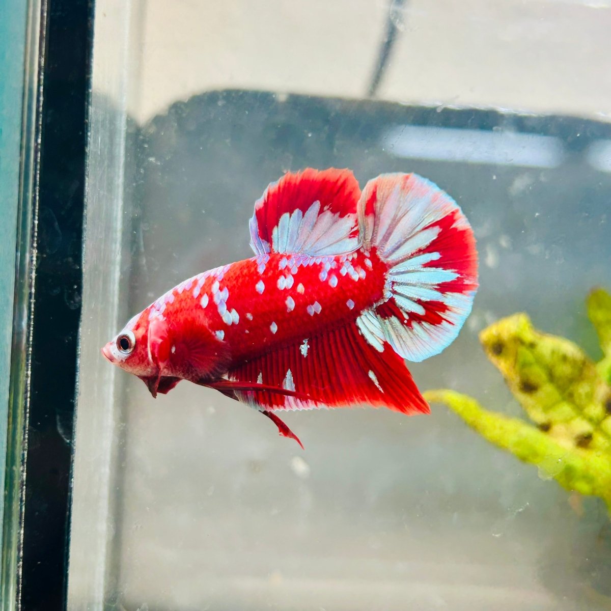 Purple Red Koi Galaxy Plakat - Male Betta #040
