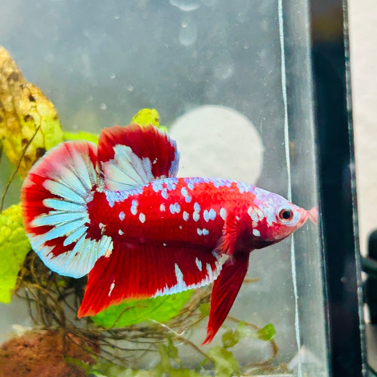 Purple Red Koi Galaxy Plakat - Male Betta #040