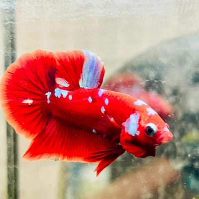 Purple Red Koi Galaxy Plakat - Male Betta 062