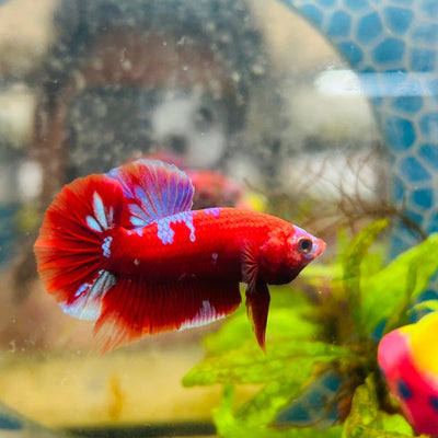 Purple Red Koi Galaxy Plakat - Male Betta 135