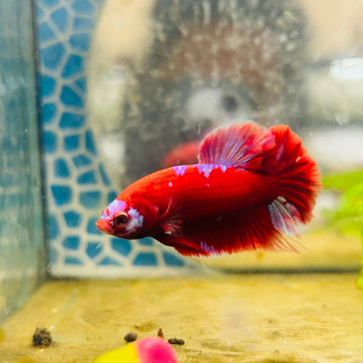 Purple Red Koi Galaxy Plakat - Male Betta #135