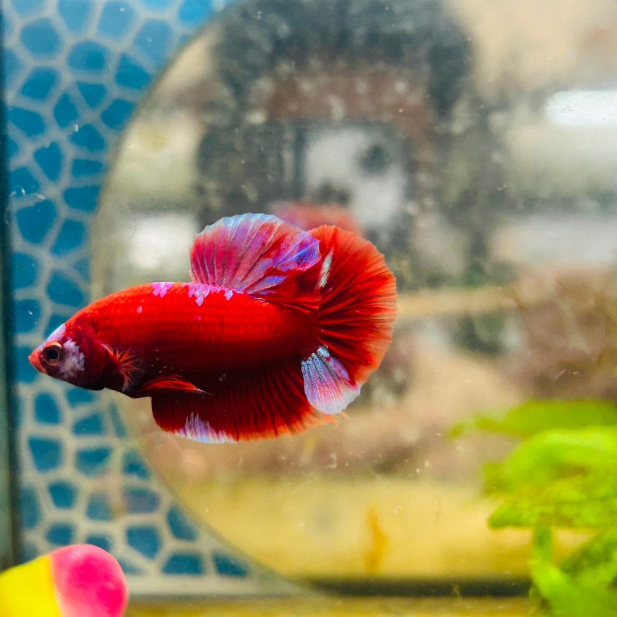 Purple Red Koi Galaxy Plakat - Male Betta #135