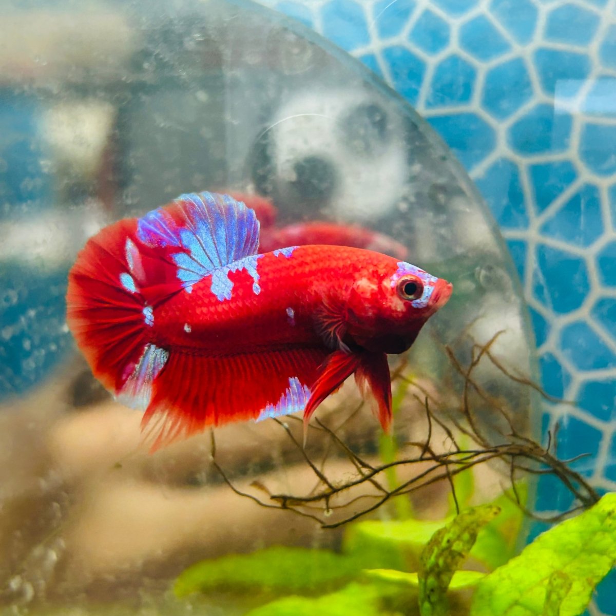 Purple Red Koi Galaxy Plakat - Male Betta #135
