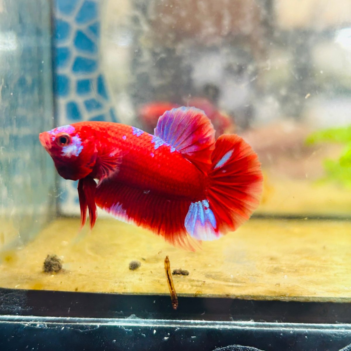 Purple Red Koi Galaxy Plakat - Male Betta #135