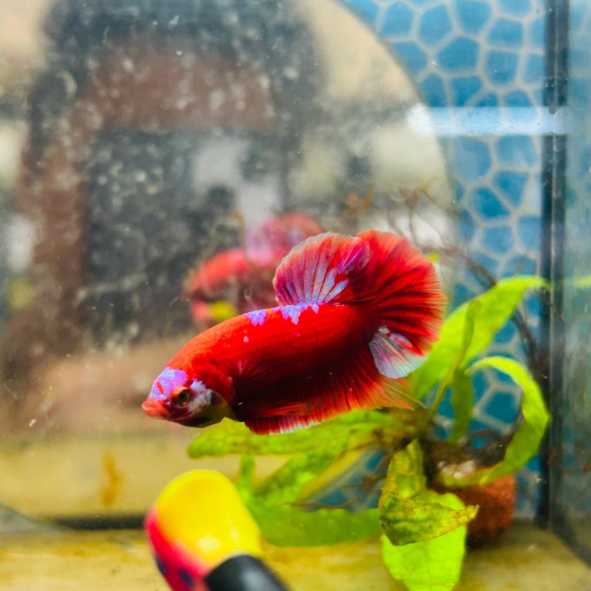 Purple Red Koi Galaxy Plakat - Male Betta #135