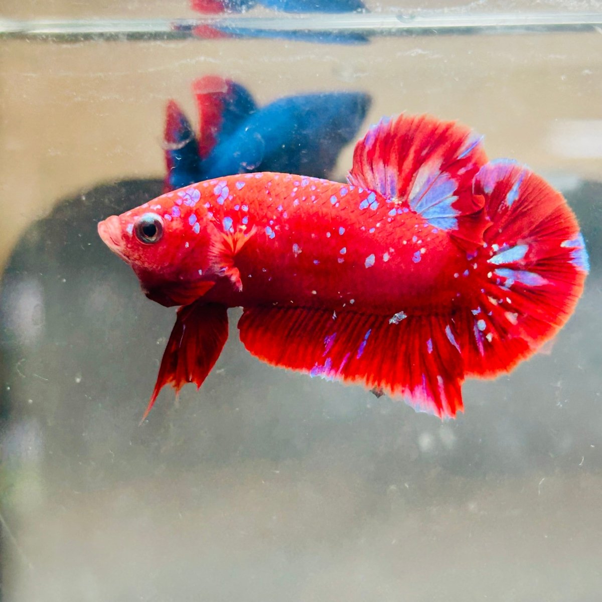 Purple Red Koi Galaxy Plakat - Male Betta A218 Live Betta Fish Male betta