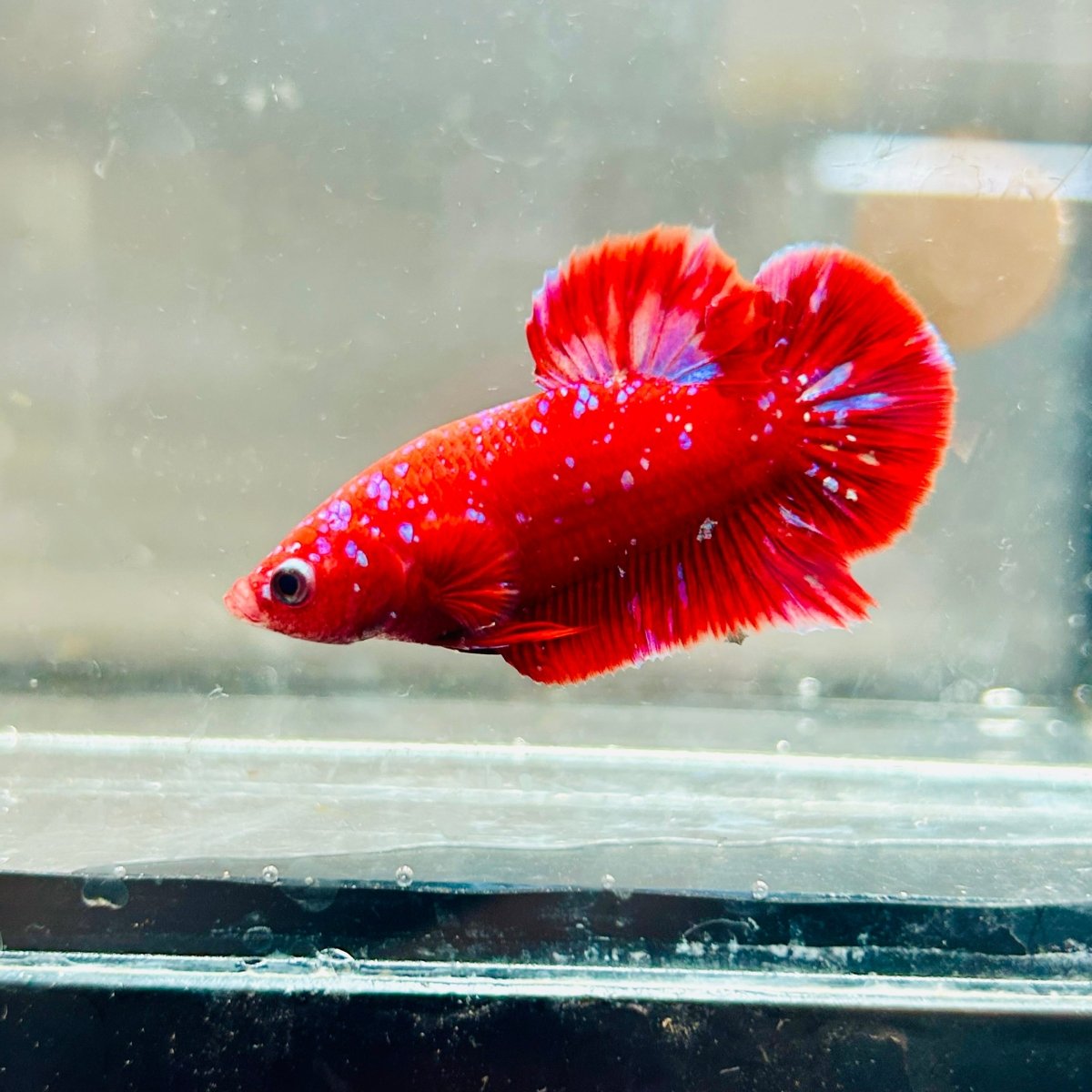 Purple Red Koi Galaxy Plakat - Male Betta A218 Live Betta Fish Male betta