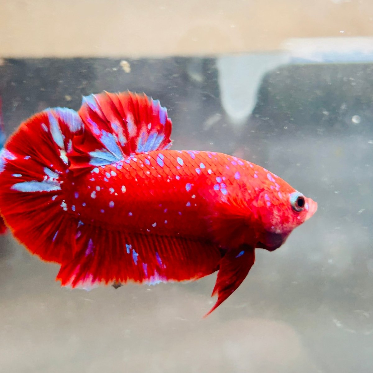 Purple Red Koi Galaxy Plakat - Male Betta A218 Live Betta Fish Male betta