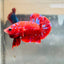 Purple Red Koi Galaxy Plakat - Male Betta A218 Live Betta Fish Male betta