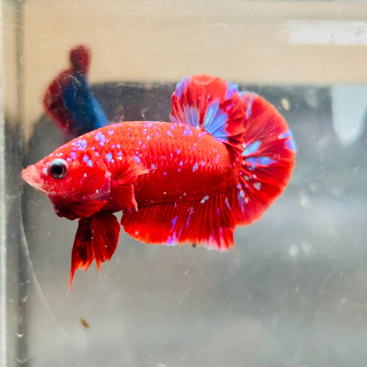 Purple Red Koi Galaxy Plakat - Male Betta A218 Live Betta Fish Male betta