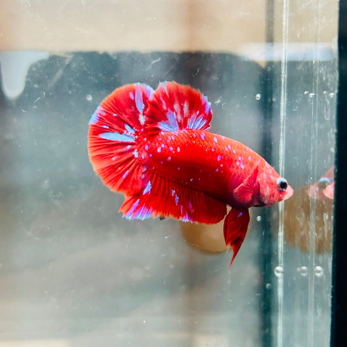 Purple Red Koi Galaxy Plakat - Male Betta A218 Live Betta Fish Male betta