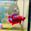 Purple Red Koi Galaxy Plakat - Male Betta D02