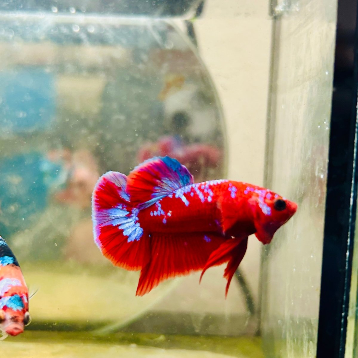 Purple Red Koi Galaxy Plakat - Male Betta D02