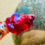 Purple Red Koi Galaxy Plakat - Male Betta D02