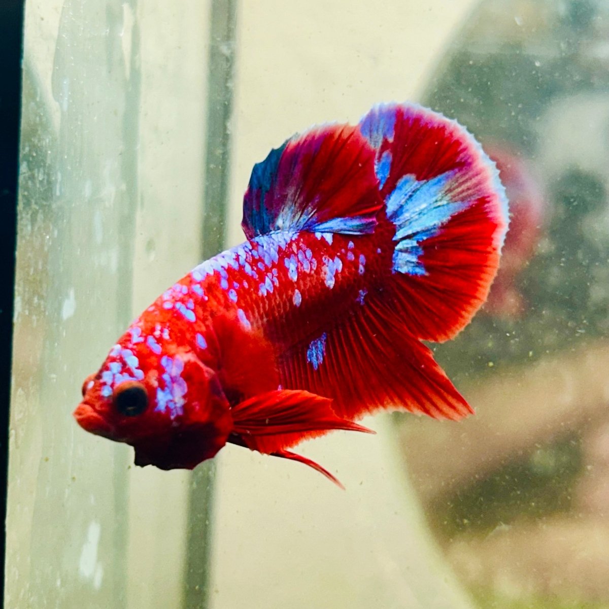 Purple Red Koi Galaxy Plakat - Male Betta D02