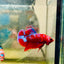 Purple Red Koi Galaxy Plakat - Male Betta D02