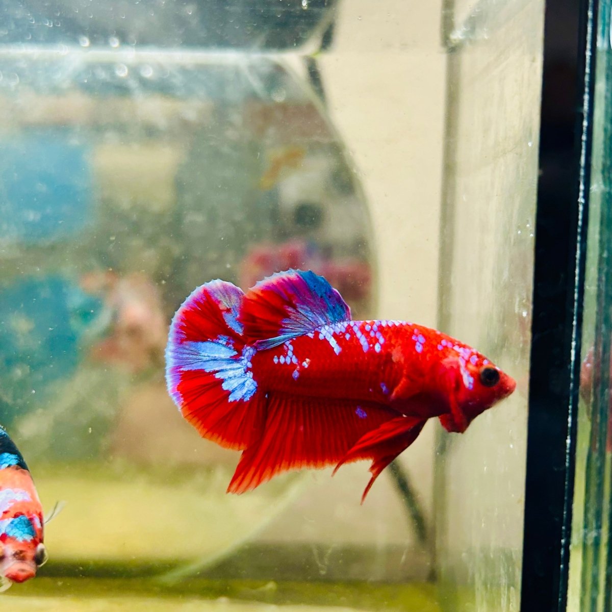 Purple Red Koi Galaxy Plakat - Male Betta D02