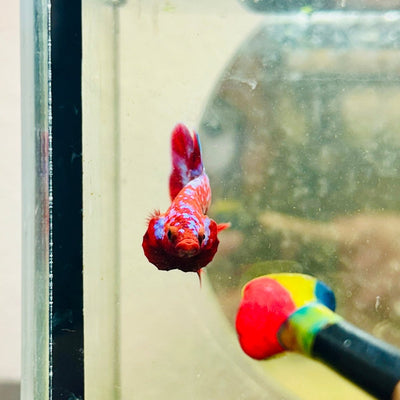 Purple Red Koi Galaxy Plakat - Male Betta D02