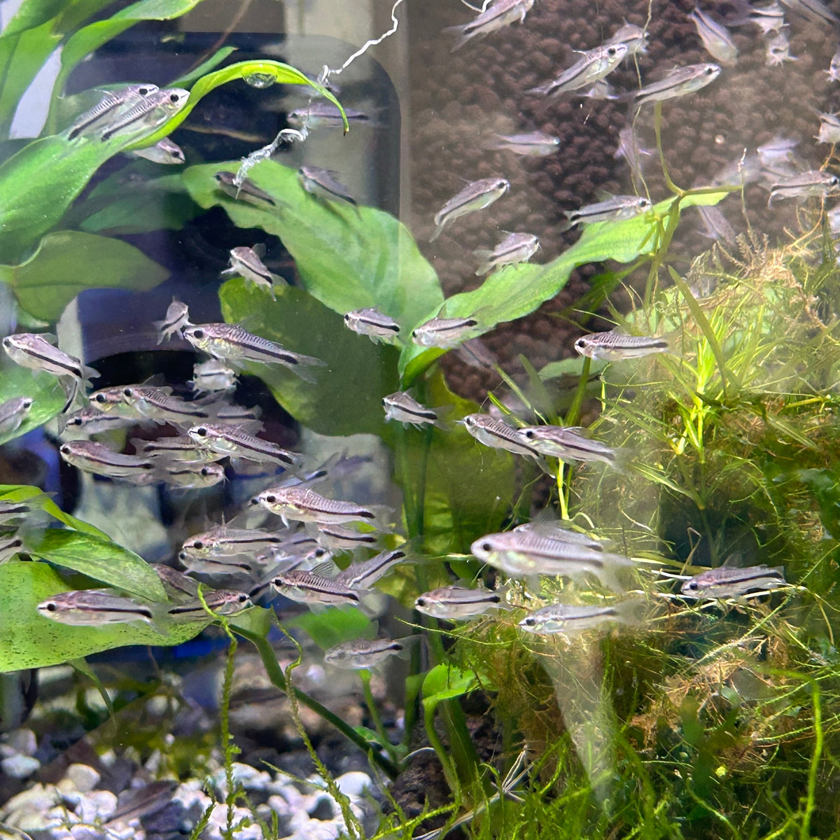 Pygmy Corydoras: Tiny Tankmates for Any Aquarium!
