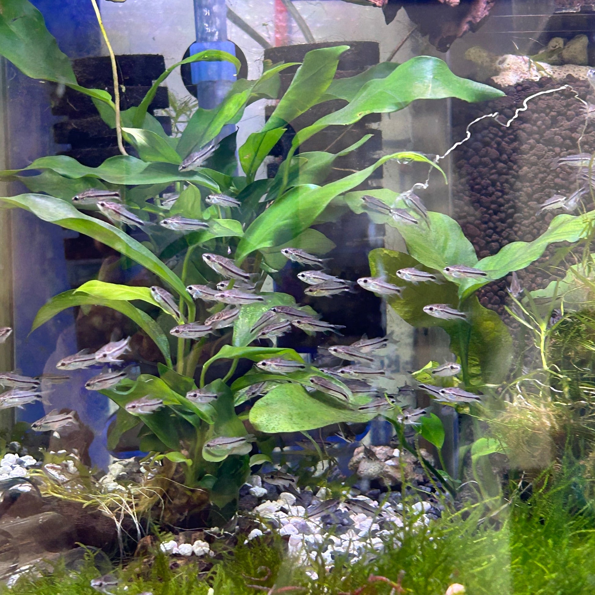 Pygmy Corydoras