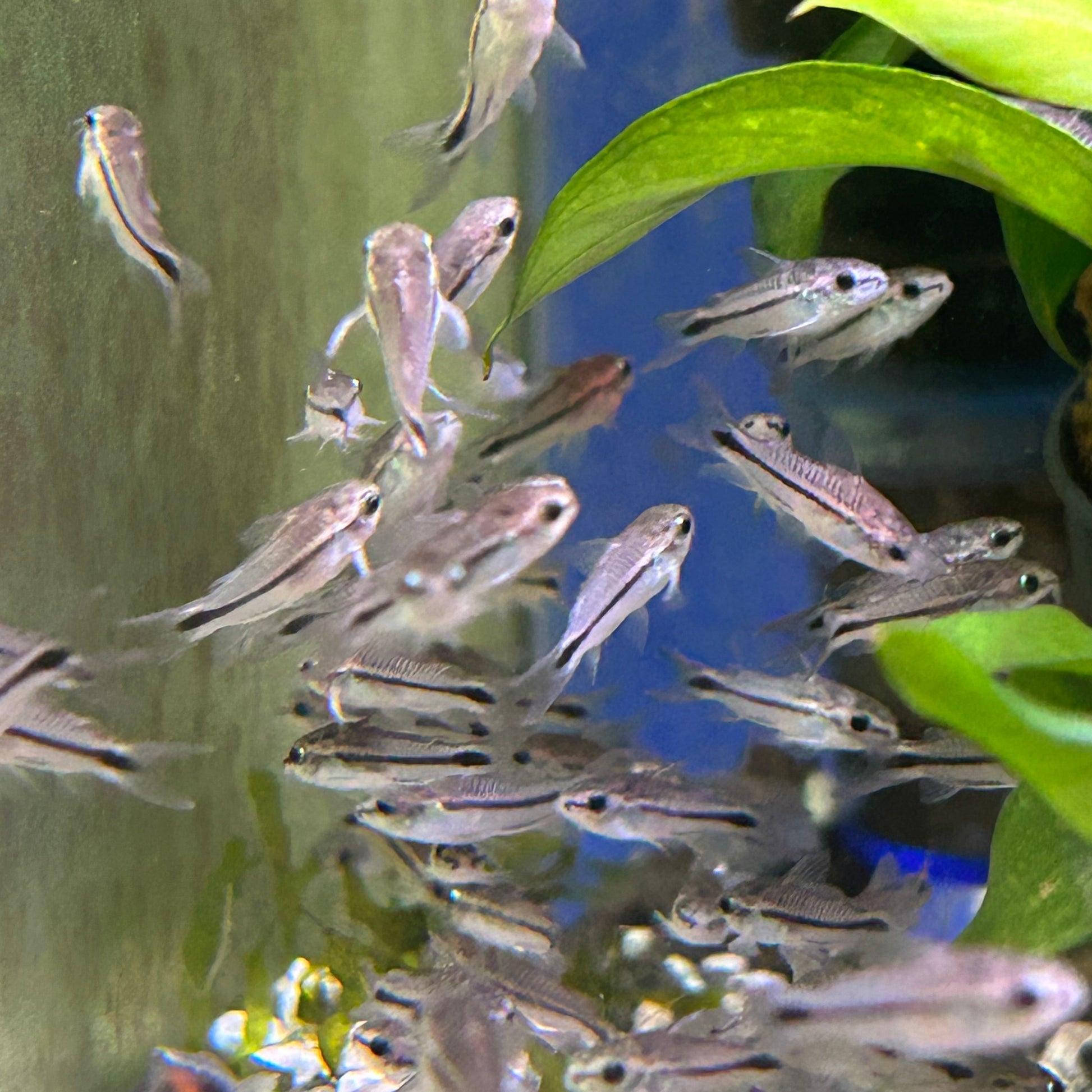 Pygmy Corydoras