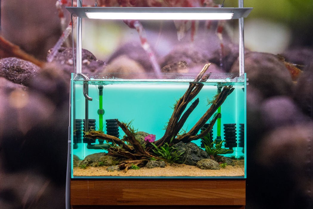 Qanvee Bio Sponge Filter QS200A for Sale | Aquarium Filter Aquarium Filter Air Pump Filter