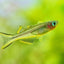 Rainbow Forktail - Nano Fish