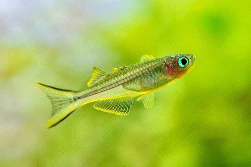 Rainbow Forktail