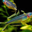 Rainbow Forktail - Nano Fish