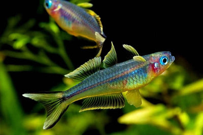 Rainbow Forktail - Nano Fish