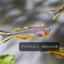 Rainbow Forktail - Nano Fish