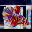 [Rare] Giant Koi Multicolor Bigtail A80 - Male Betta