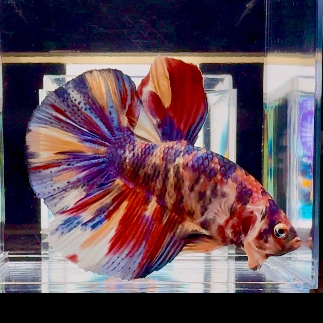 [Rare] Giant Koi Multicolor Bigtail A80 - Male Betta